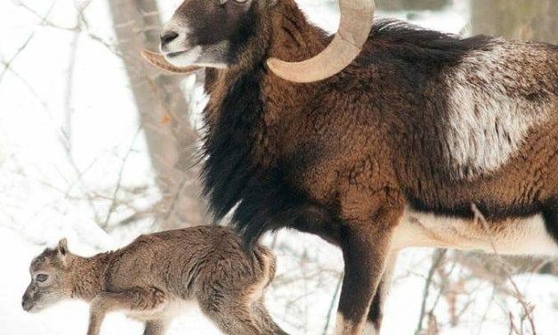 <span class="entry-title-primary">Muflonbébi született a Fruška gorán</span> <span class="entry-subtitle">A Fruška Gora-i Nemzeti Parkban megszületett az első muflonbébi, név kerestetik!</span>