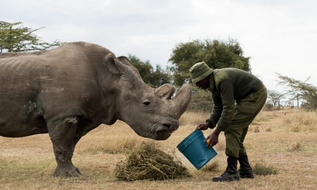 Elpusztult az utolsó hím szélesszájú orrszarvú