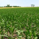 A támogatás a földet művelőknek jár, nem a tulajdonosoknak