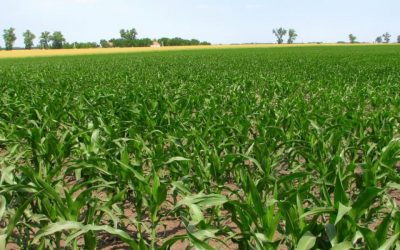 A támogatás a földet művelőknek jár, nem a tulajdonosoknak Már 110 gazda lemondott az állami támogatásról a költségek igazolásának kötelezettsége miatt