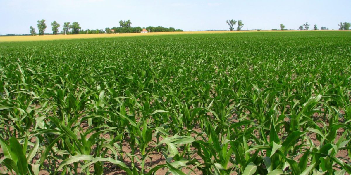 Egymillió hektár termőföldet veszített az ország az utak, ipari parkok miatt