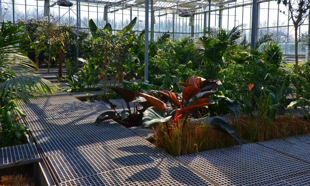 <span class="entry-title-primary">Üvegház-hatás</span> <span class="entry-subtitle">Hogyan tisztítsunk szennyvizet rózsával és banánnal</span>