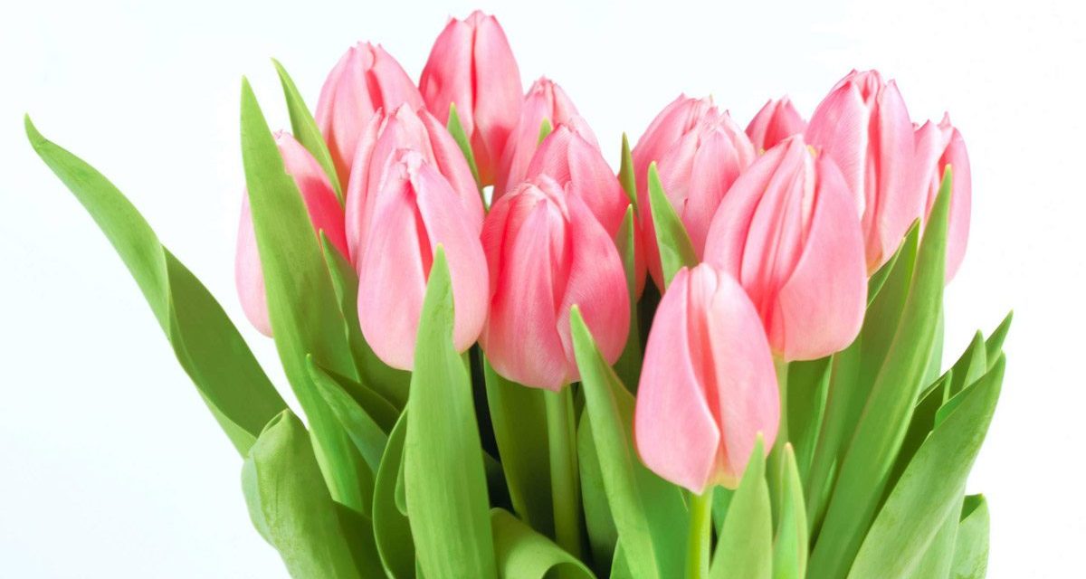 <span class="entry-title-primary">Nemzetközi nőnap</span> <span class="entry-subtitle">Boldog nőnapot kívánunk minden kedves hölgy olvasónknak!</span>