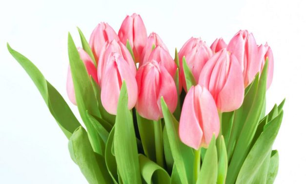 <span class="entry-title-primary">Nemzetközi nőnap</span> <span class="entry-subtitle">Boldog nőnapot kívánunk minden kedves hölgy olvasónknak!</span>