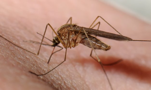 <span class="entry-title-primary">Zentán még egy hónapot kell várni a szúnyogirtásra</span> <span class="entry-subtitle">Adán szerdán kiválasztják a legkedvezőbb ajánlatot, és az időjárási viszonyoktól függően, amint lehet elkezdik a szúnyogirtást</span>