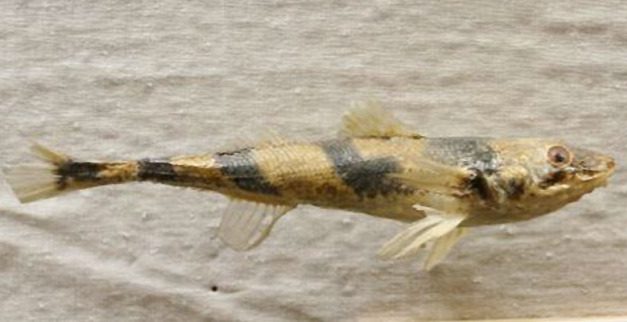 A Nyugat-Balkán folyóira tervezett vízierőművek 11 őshonos halfaj kihalását eredményeznék