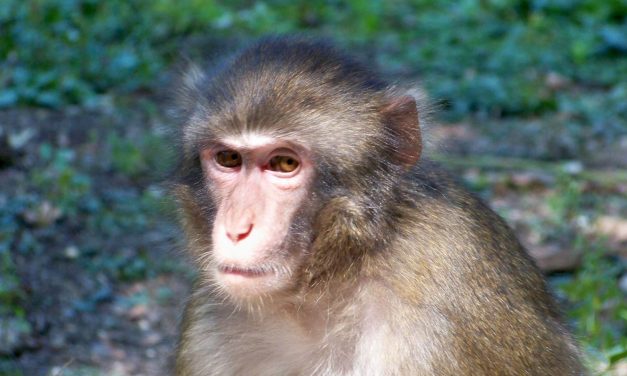 Újszülöttet rabolt egy majom, a babát holtan találták meg