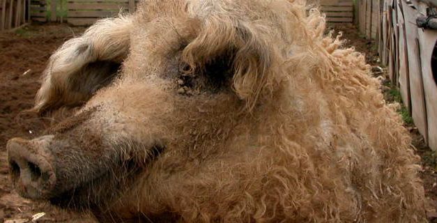 <span class="entry-title-primary">Súlyos sertés stop</span> <span class="entry-subtitle">Új részletek – Szerbia az elsők között zárta a határt</span>