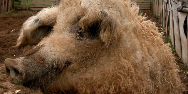 <span class="entry-title-primary">Súlyos sertés stop</span> <span class="entry-subtitle">Új részletek – Szerbia az elsők között zárta a határt</span>