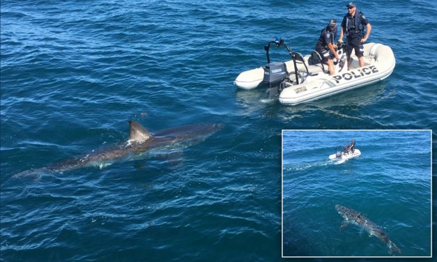 Egy turista cápát látott Bečićinél az Adriában