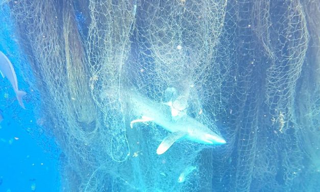 Rengeteg állat – köztük harminc cápa – pusztult el a szellemhálóban