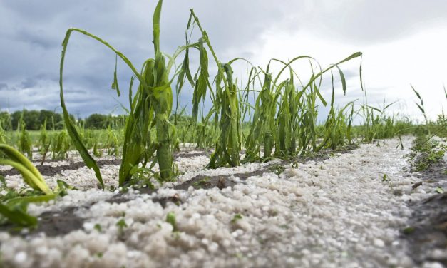 Megakasztotta a terménybetakarítást az ítéletidő