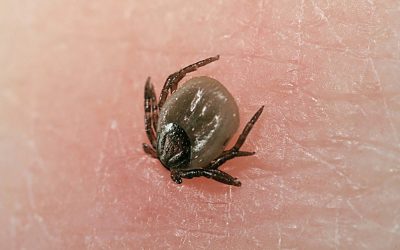 A kullancsok húsz százaléka fertőzött, veszélyes betegséget terjesztenek