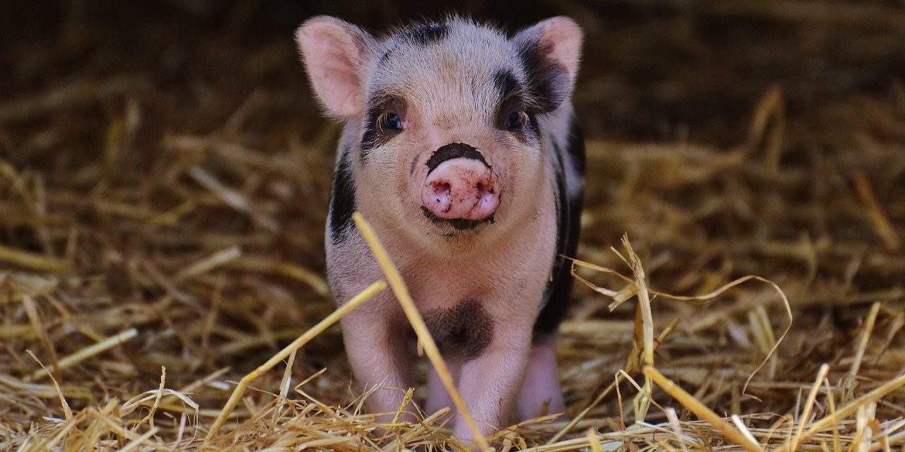 Új szabályok a hízójószágok támogatása kapcsán