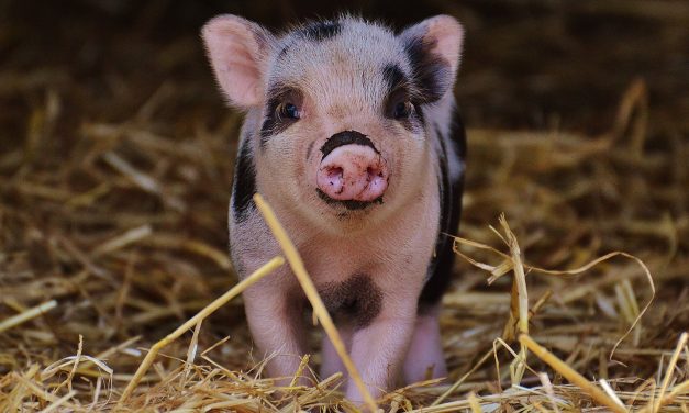 Új szabályok a hízójószágok támogatása kapcsán
