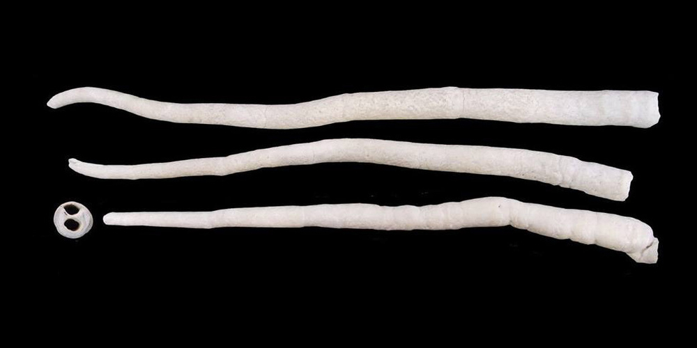 <span class="entry-title-primary">Óriás hajóféreg</span> <span class="entry-subtitle">Elefántagyar a víz alatt</span>