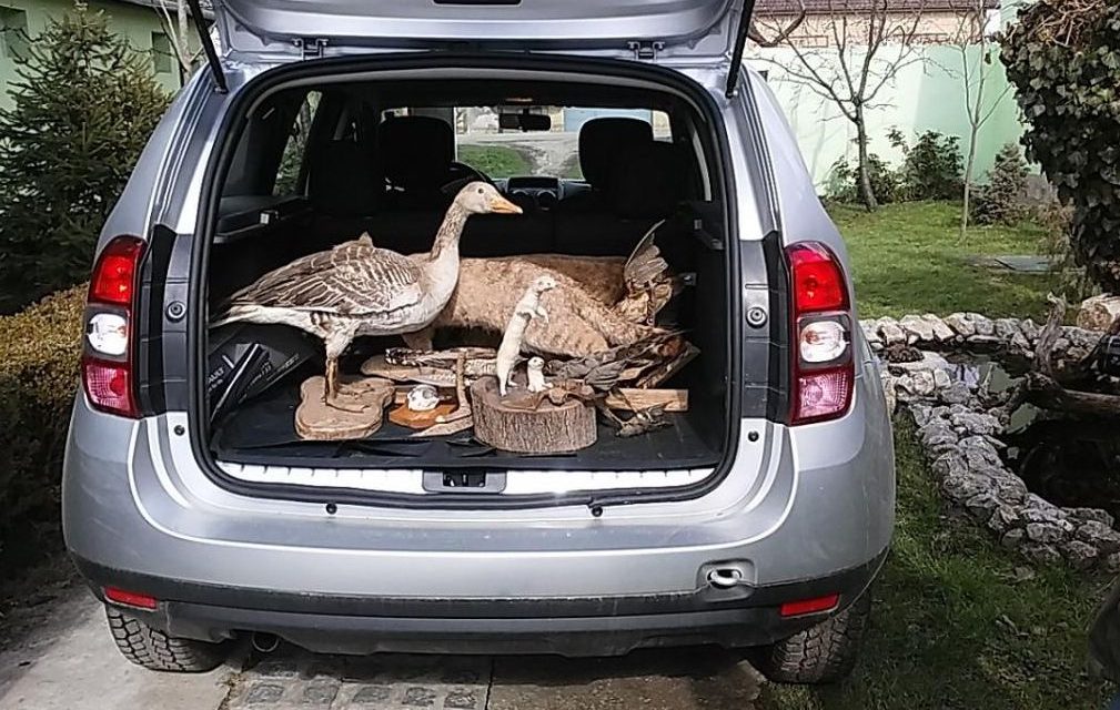 Védett és szigorúan védett vadakat találtak egy vadásznál