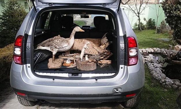 Védett és szigorúan védett vadakat találtak egy vadásznál