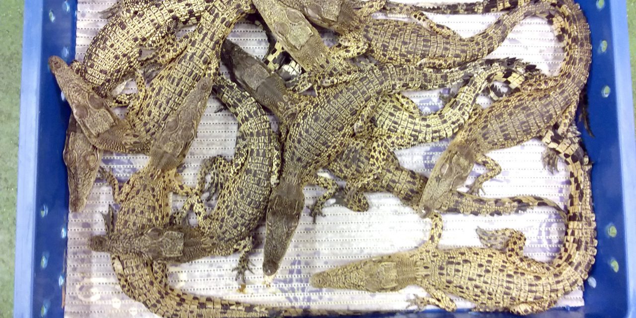 Ötven krokodilt kapcsoltak le a londoni repülőtéren