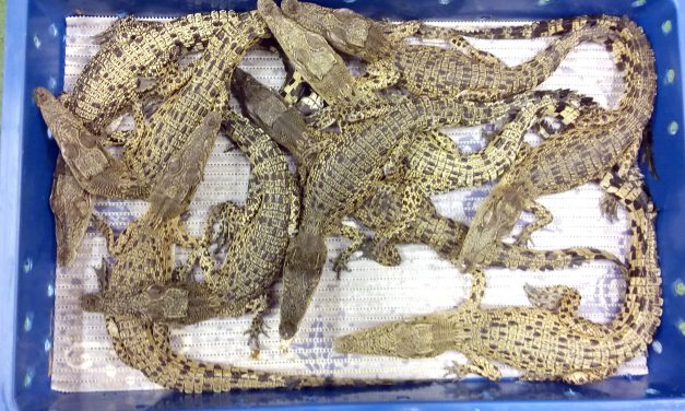 Ötven krokodilt kapcsoltak le a londoni repülőtéren