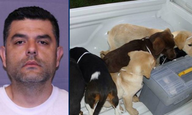 Kölyökkutyákba rejtette a heroint az állatorvos