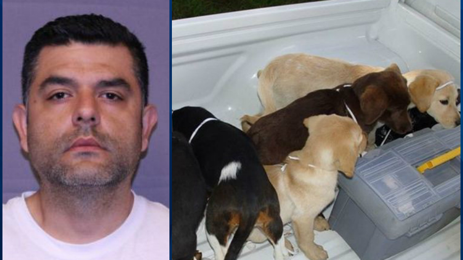 Kölyökkutyákba rejtette a heroint az állatorvos