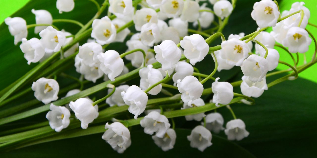 <span class="entry-title-primary">Gyöngyvirágos múlt-jelen(-jövő)</span> <span class="entry-subtitle">Viktória királynő, a Queen meg a Bijelo dugme, a volt-Jugoszlávia, de a magyarok virága is</span>