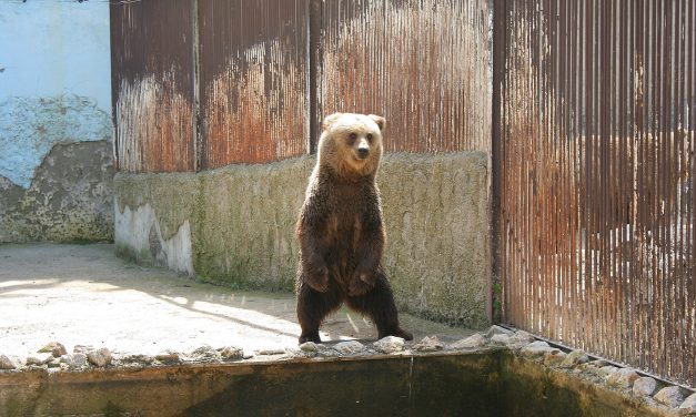 Várja a látogatókat a palicsi állatkert (Fotókkal)