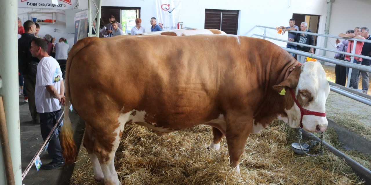 Az 1600 kilós Diszkó a Mezőgazdasági Vásár fő attrakciója