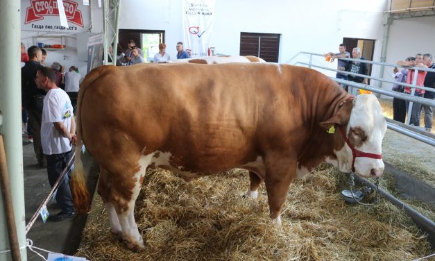 Az 1600 kilós Diszkó a Mezőgazdasági Vásár fő attrakciója
