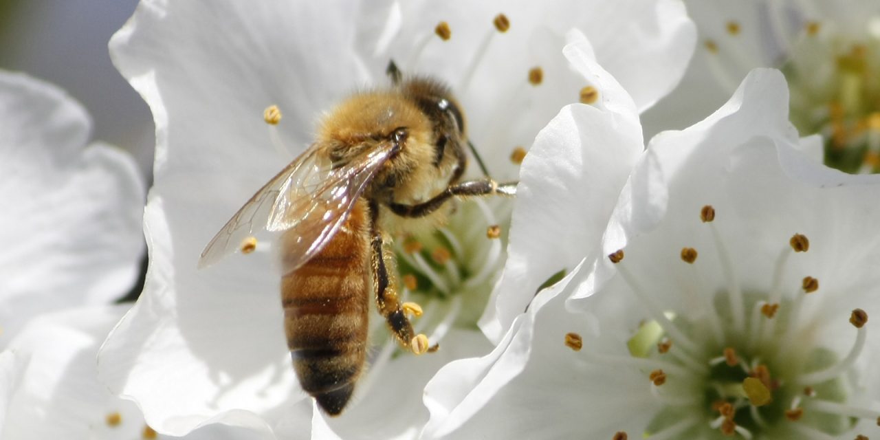 <span class="entry-title-primary">Méhek világnapja</span> <span class="entry-subtitle">Szlovén javaslatra az idén rendezik meg először</span>