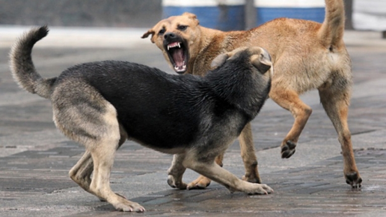 Gyerekeket marcangoltak halálra falkában támadó kóbor kutyák