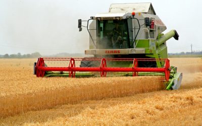 Fontos figyelmeztetés a földműveseknek: Vigyázzanak, ha aratáskor elhullott vaddisznót találnak!