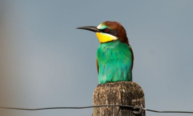 Betontörmelékkel pusztítottak el védett madarakat Bácsföldváron
