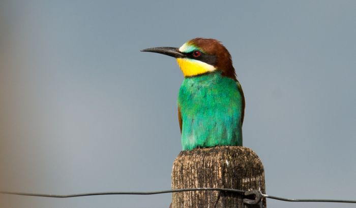 Betontörmelékkel pusztítottak el védett madarakat Bácsföldváron