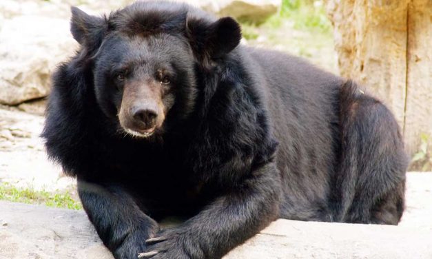 Tévedésből hazavitt a családnak egy medvét