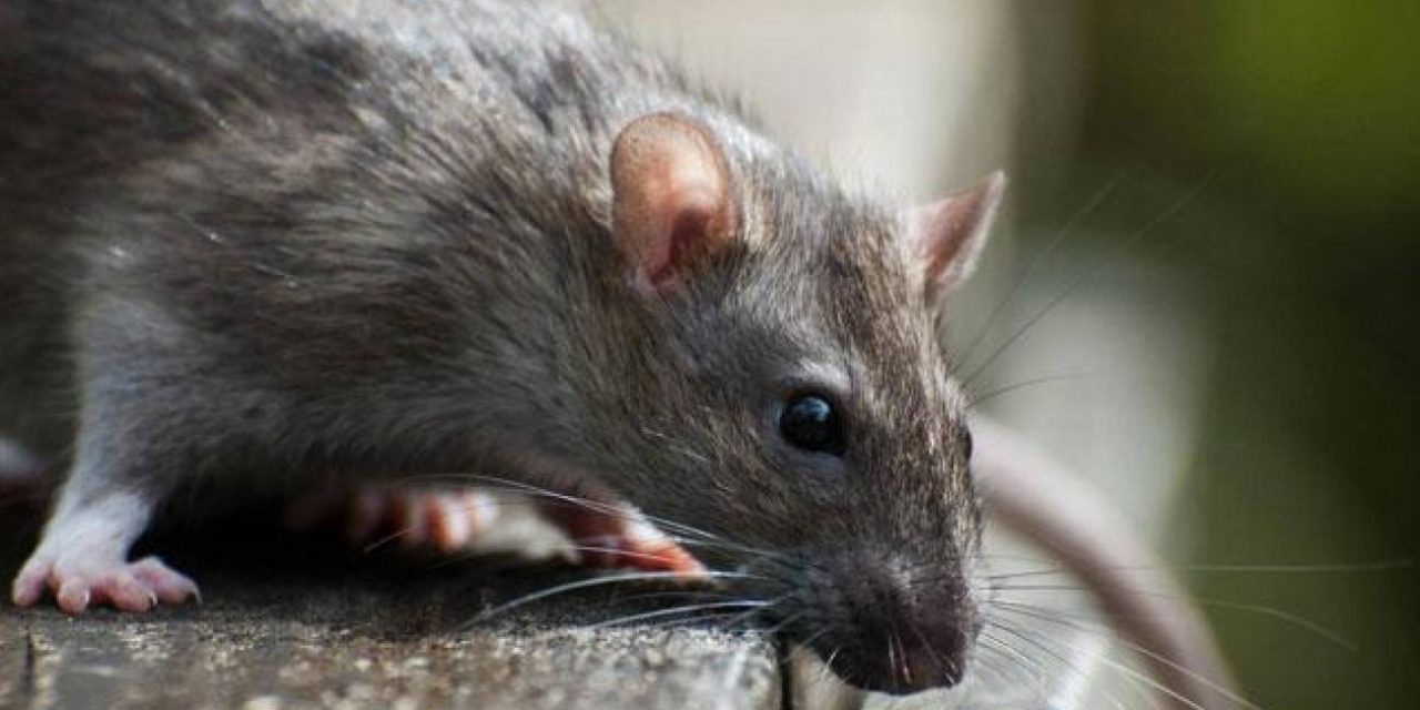 <span class="entry-title-primary">Mit tegyünk, ha kedvencünk patkánymérget evett?</span> <span class="entry-subtitle">A hideg elől a rágcsálók is igyekeznek bemenekülni</span>