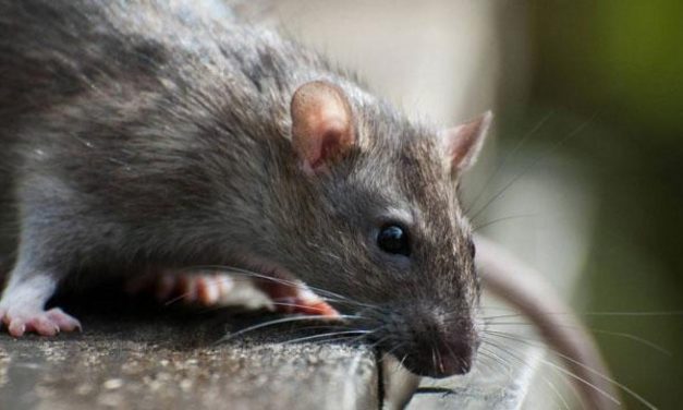 Mit tegyünk, ha kedvencünk patkánymérget evett?