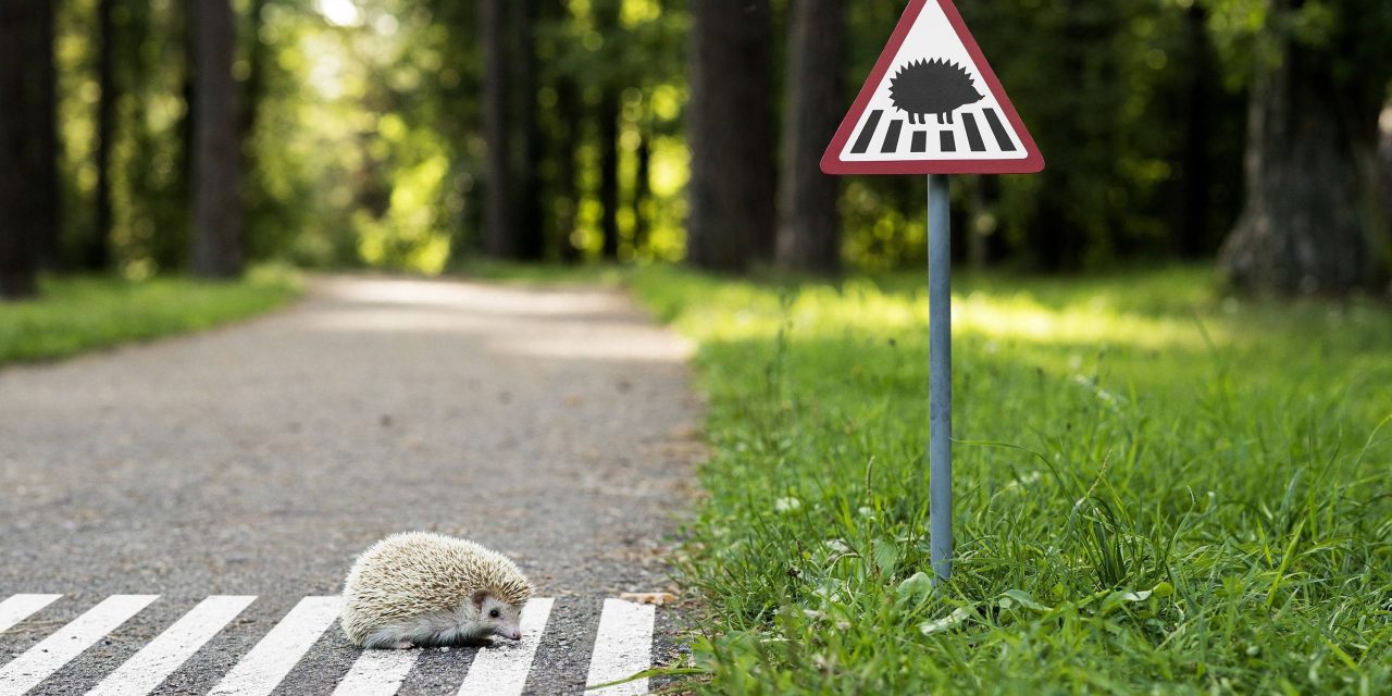 Állatvédők a sündisznók védelmét kérik az autósoktól