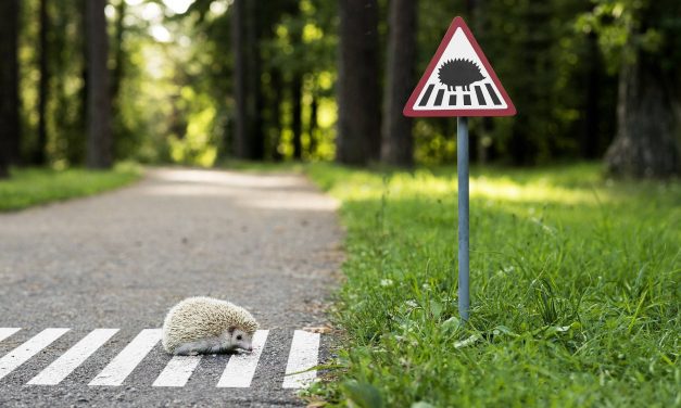 Állatvédők a sündisznók védelmét kérik az autósoktól