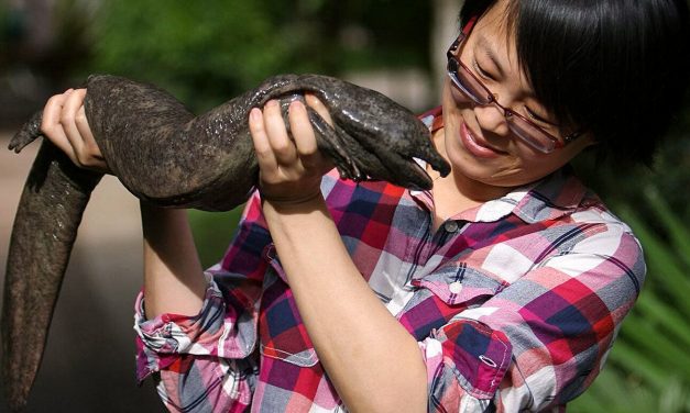 Kihalás fenyegeti a kínai óriásszalamandrát természetes élőhelyén