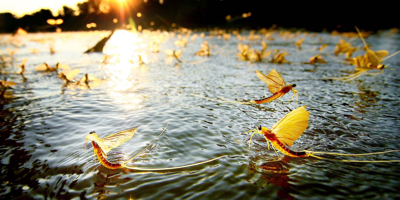 Megkezdődött a tiszavirágzás!