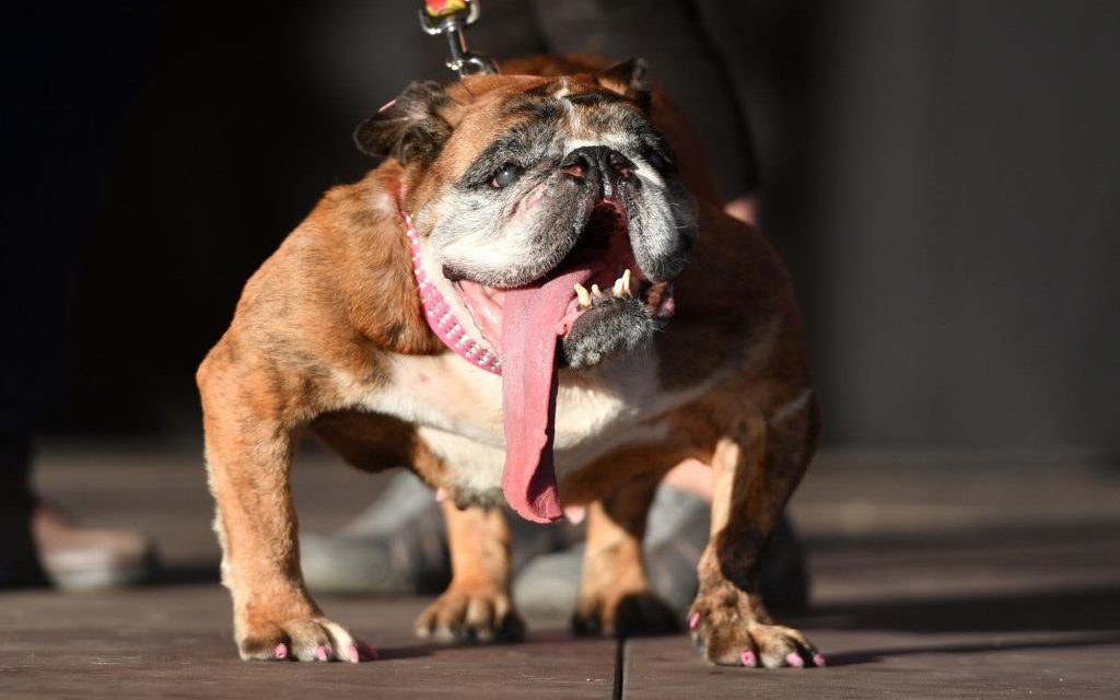 Idén is megválasztották a világ legrondább kutyáját