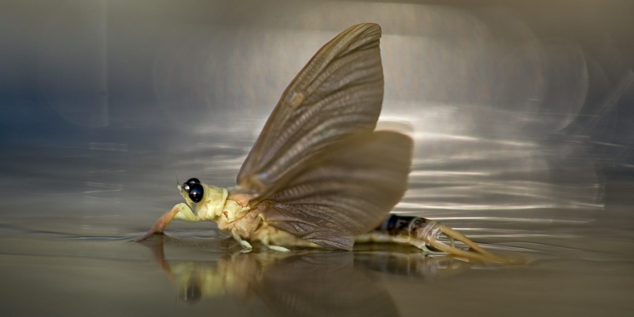 A kérészek rendőri biztosítás mellett szaporodnak a Tiszán