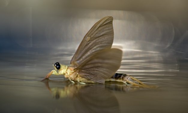 A kérészek rendőri biztosítás mellett szaporodnak a Tiszán