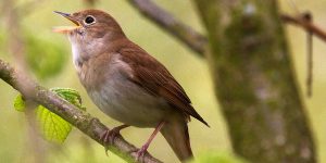 Fülemüle, Wikipedia