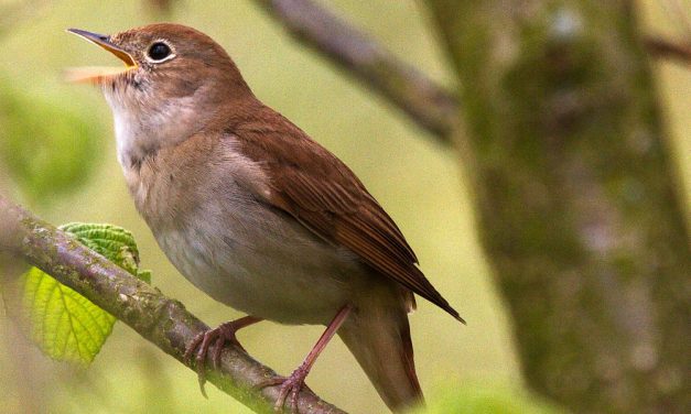 <span class="entry-title-primary">Fülemile dal</span> <span class="entry-subtitle">Szász Károly verse</span>