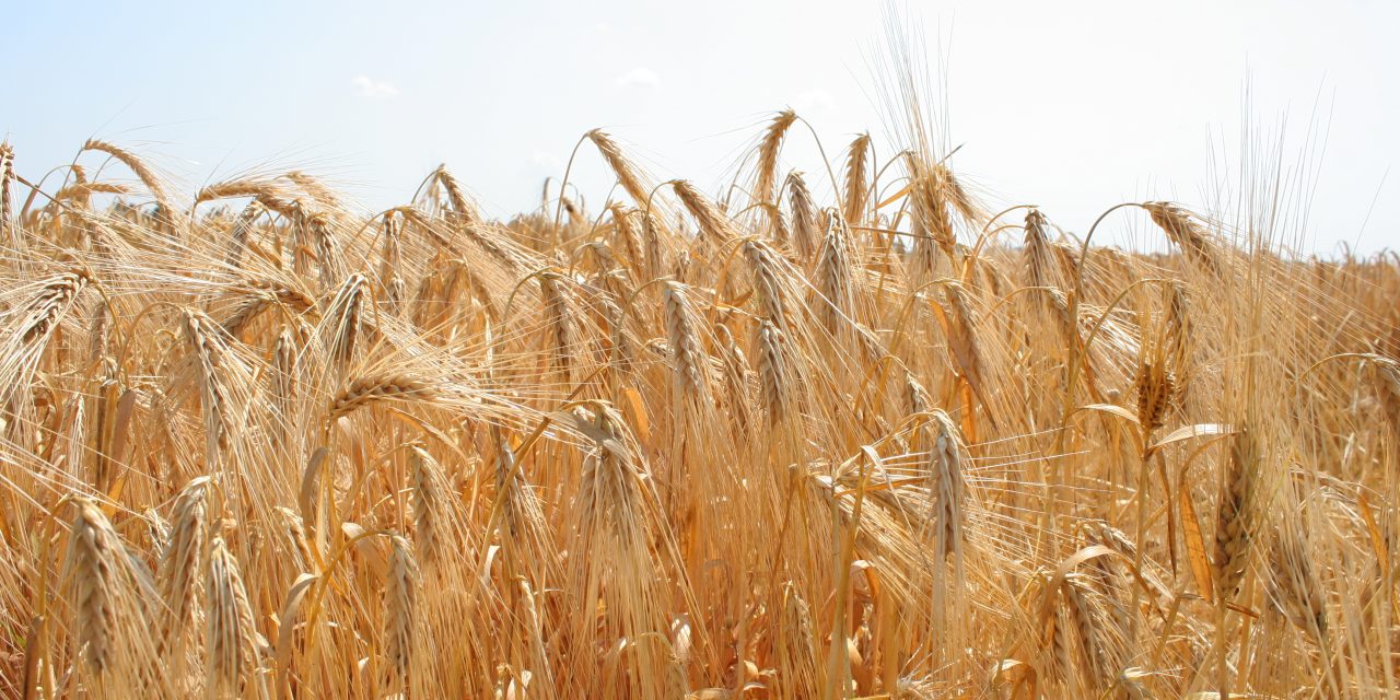 <span class="entry-title-primary">Korábban kezdődött az aratás (Fotógalériával)</span> <span class="entry-subtitle">Gabonanapok a szabadkai mintaparcellán</span>