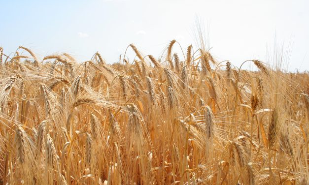 <span class="entry-title-primary">Korábban kezdődött az aratás (Fotógalériával)</span> <span class="entry-subtitle">Gabonanapok a szabadkai mintaparcellán</span>