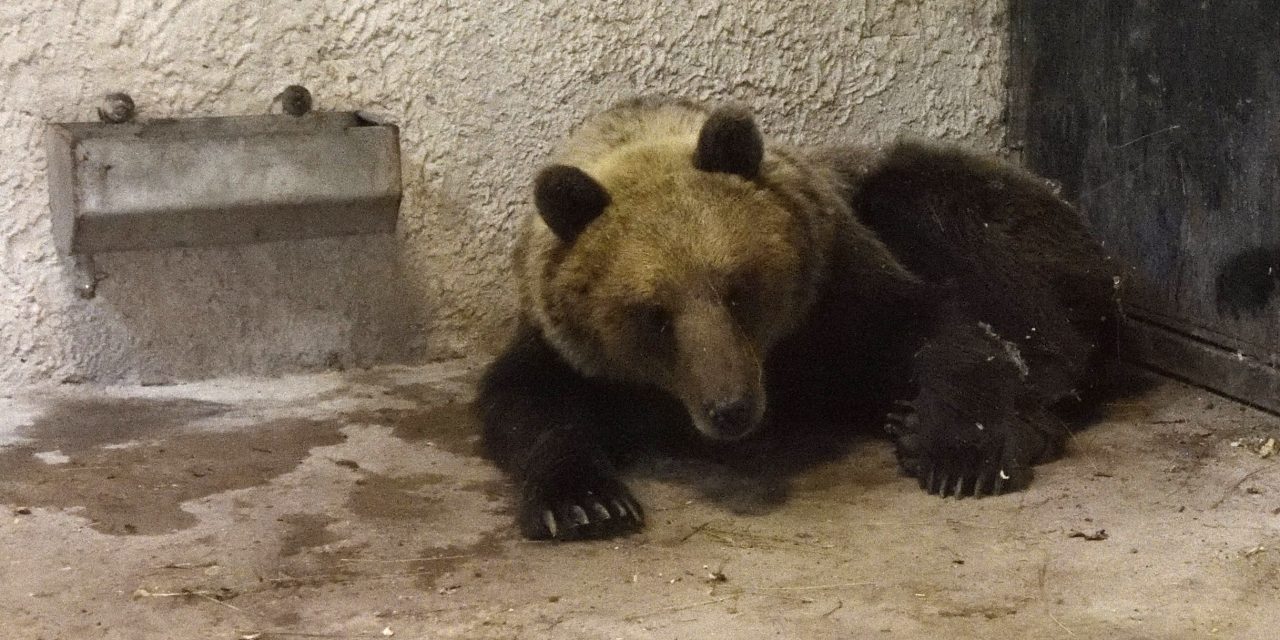 <span class="entry-title-primary">Maci a határnál</span> <span class="entry-subtitle">Észak felől nem migránsok, hanem egy medve ostromolta (volna) a magyar–szerb határt</span>